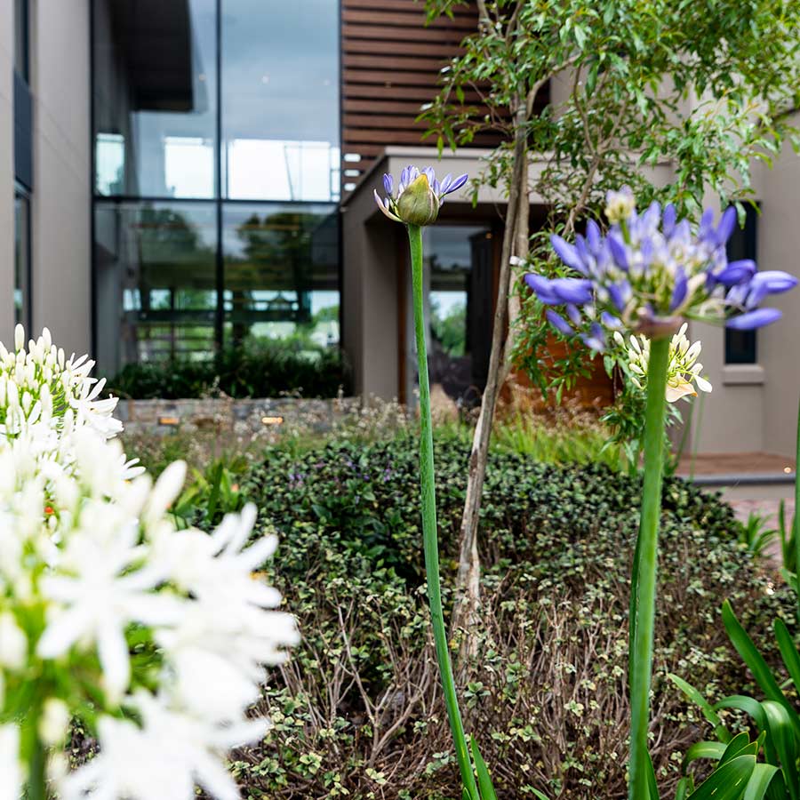 Detail of flowers and shrubs outside Garden Route villa